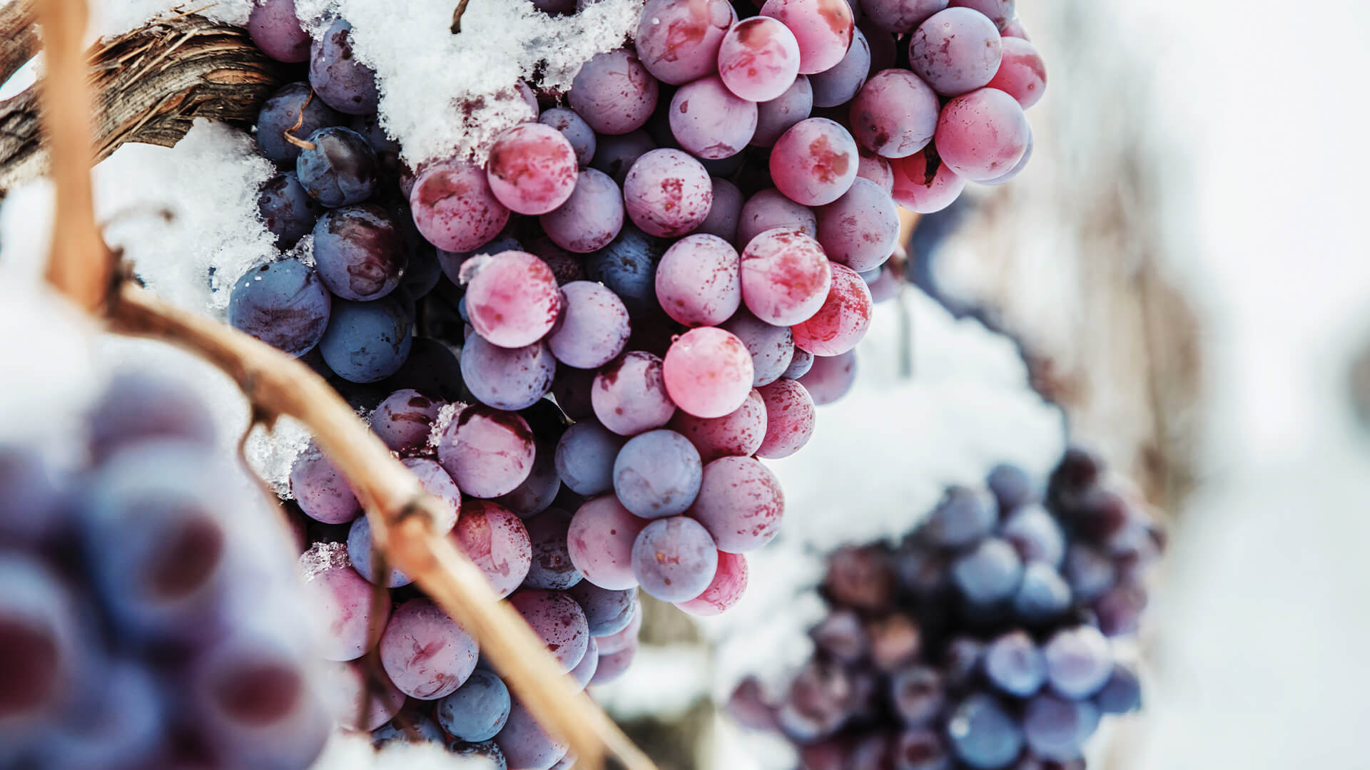 frozen grapes on the vine