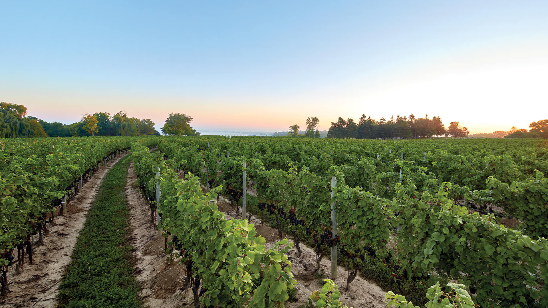 wine vineyard