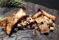 Grilled Mushroom Salad With Juniper Icewine Vinaigrette